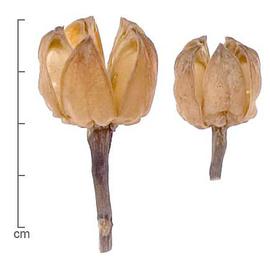   Fruits:   Hibiscus sabdariffa , dehisced capsules; Photo by Lyndon Photography, Dried Botanical ID
